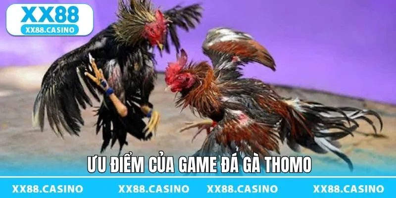 Đá gà Thomo quy tự chiến kê chất lượng Đá gà Thomo quy tự chiến kê chất lượng